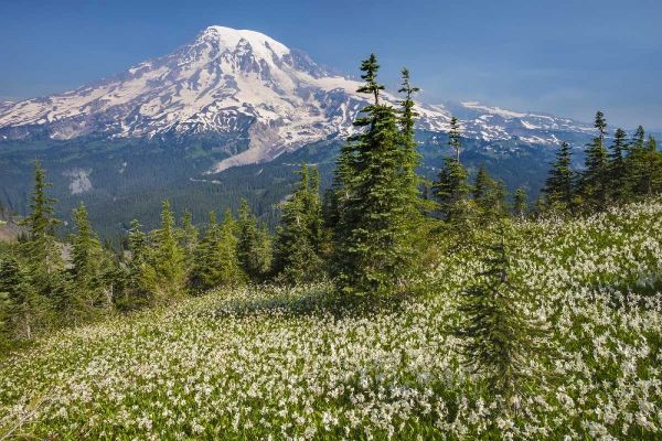 Washington Avalanche lilies and Mount Rainier